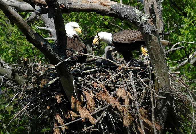 Eagle nest